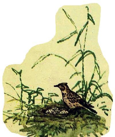 Домик на берёзе (рассказ) 08