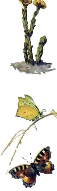 Домик на берёзе (рассказ) 14