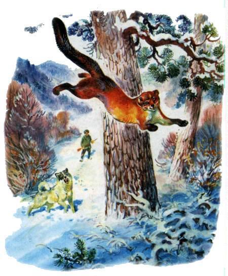 охотник куница