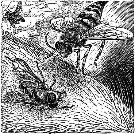 Друзья-насекомые - П. Мариковский Бембекс атакует… Еще мгновение — и кровопийца-слепень окажется в объятиях полосатого охотника.