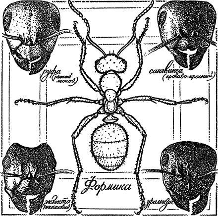 Друзья-насекомые - П. Мариковский «портреты» четырех видов Формика