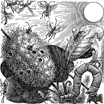 Друзья-насекомые - П. Мариковский Наездники апантелес выходят из коконов