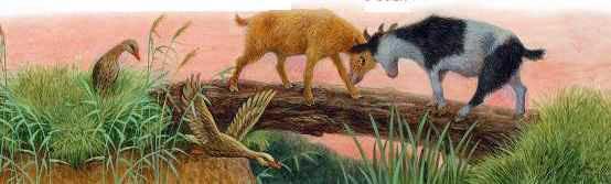 Два козлика