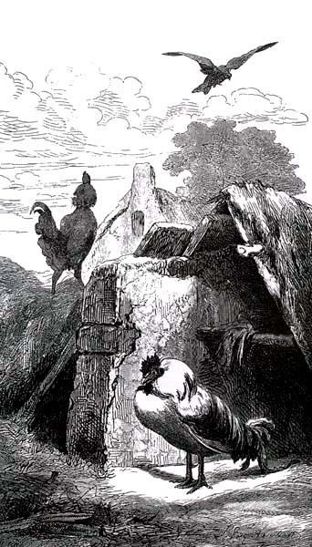 Два петуха (басня) Два петуха