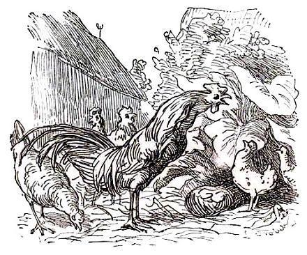 петух во дворе