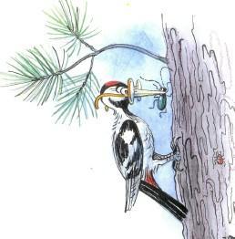 Стих: Дятел (иллюстрации: Сутеев В.) дятел на дереве поймал жука