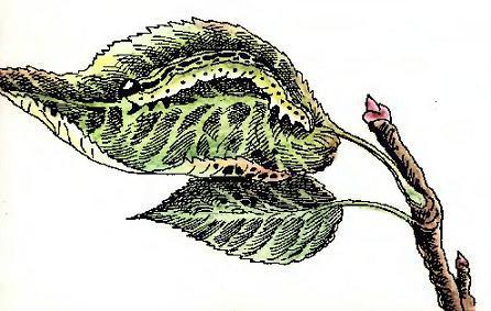 Экология в картинках гусеница