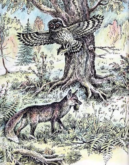 Экология в картинках филин и лис поймал мышь