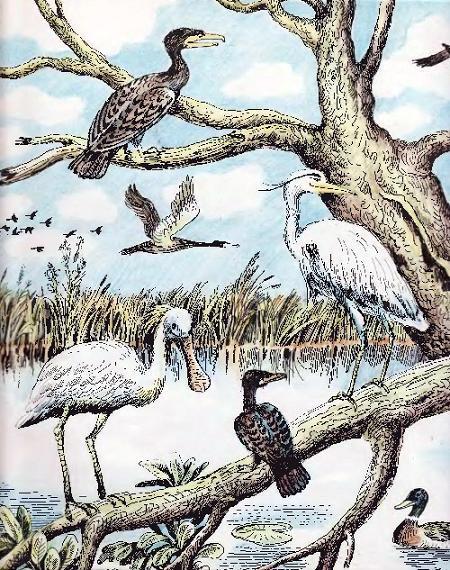 птицы у водоёма