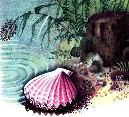 Фея из ракушки (сказка) ракушка