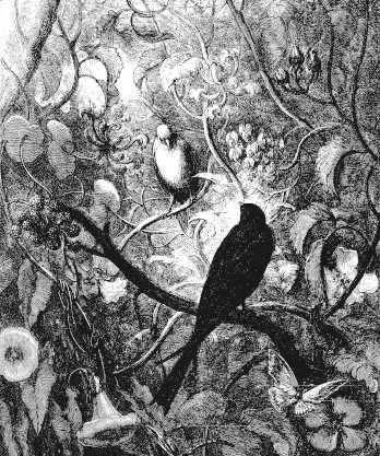 Филомела и Прокна (басня) Филомела и Прокна