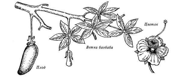Где у растения дом БАОБАБ
