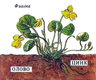 Где у растения дом фиалка