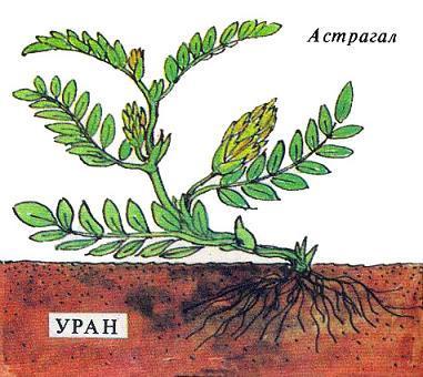 Где у растения дом астрагал