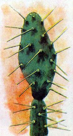 Где у растения дом КАКТУС