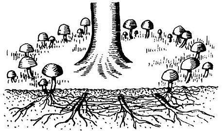 Где у растения дом Где у растения дом