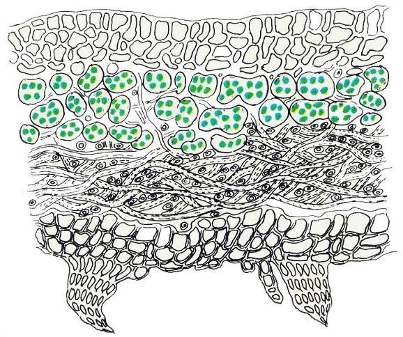 Где у растения дом Где у растения дом