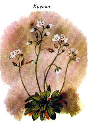 Где у растения дом крупка