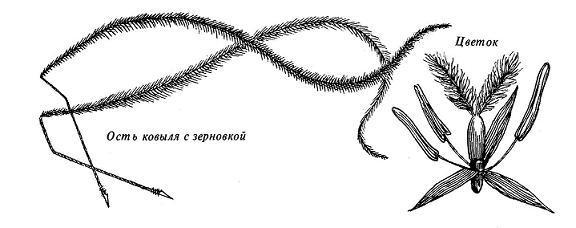 Где у растения дом КОВЫЛЬ