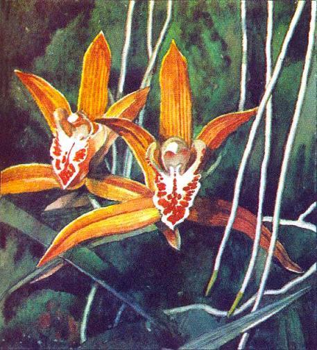 Где у растения дом ОРХИДЕЯ