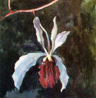 Где у растения дом ОРХИДЕЯ