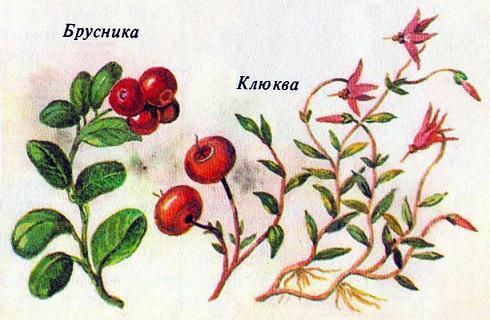 Где у растения дом брусника клюква