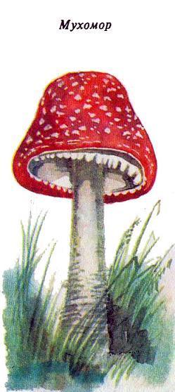 мухомор