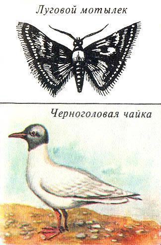 Луговой мотылек и Черноголовая чайка