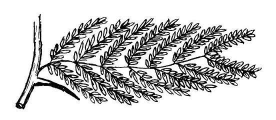 Где у растения дом АКАЦИЯ-ДЕРЕВО