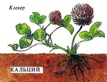 Где у растения дом клевер