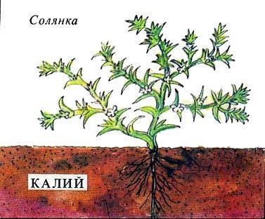 Где у растения дом солянка