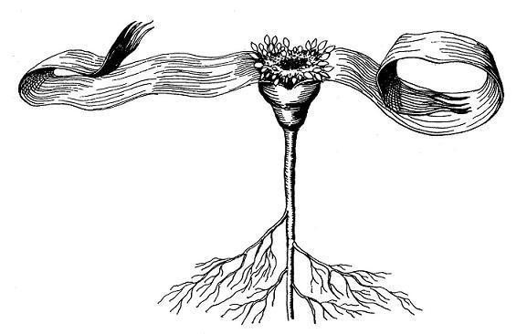 Где у растения дом ВЕЛЬВИЧИЯ