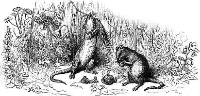 Городская и полевая крысы