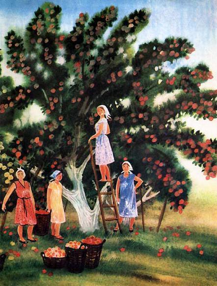 женщины собирают урожай яблок