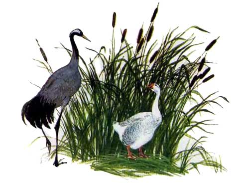 Гусь и журавль (рассказ) Гусь и журавль в камышах