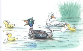 Стих: Гусак - физкультурник (иллюстрации: Сутеев В.) утка с утятами