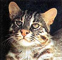 Хищники наших лесов Амурский кот