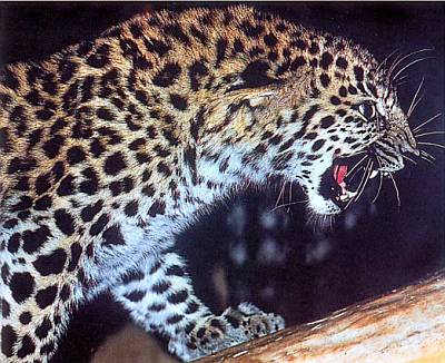 Хищники наших лесов Леопард