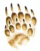 Хищники наших лесов Отпечатки лап барсука. На медленном ходу след задней ноги не полностью покрывает отпечаток передней.