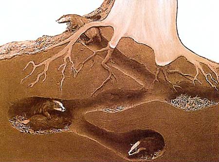 Хищники наших лесов В барсучьем городище