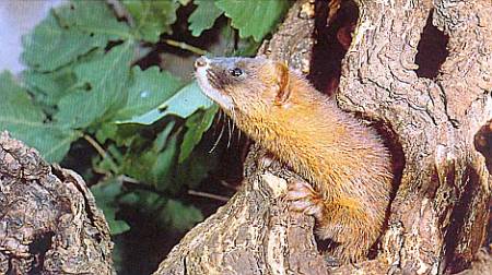 Хищники наших лесов Колонок