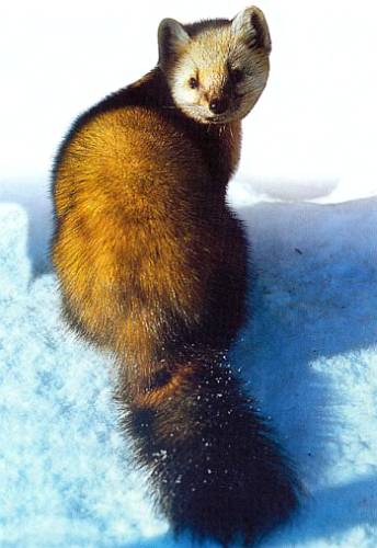 Хищники наших лесов соболь