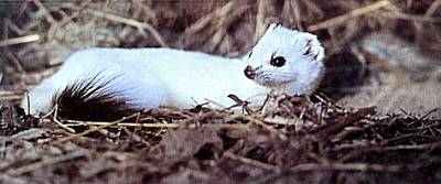 Хищники наших лесов Зимой горностай надевает белую «шубку». Именно из его зимнего меха шили мантии королям.