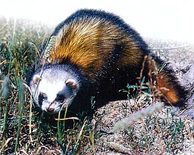 Хищники наших лесов хорь