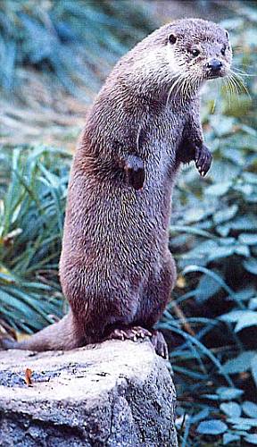 Хищники наших лесов выдра