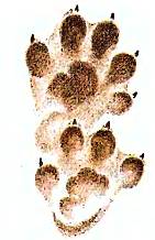 Хищники наших лесов Отпечатки передней (вверху) и задней (внизу) лап выдры.