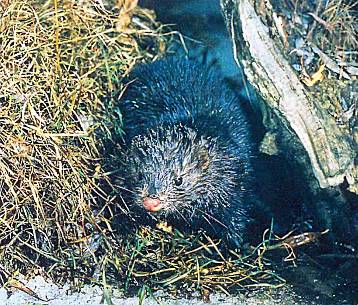 Хищники наших лесов На зверофермах, где разводят американскую норку, выведено уже около 20-и разновидностей