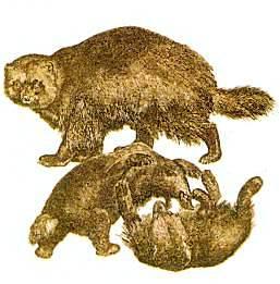 Хищники наших лесов Весной в глубокой норе или дупле дерева у самки рождаются 2–4 детеныша.