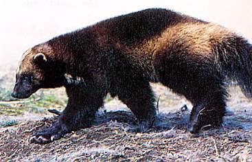 Хищники наших лесов Весной в глубокой норе или дупле дерева у самки рождаются 2–4 детеныша.