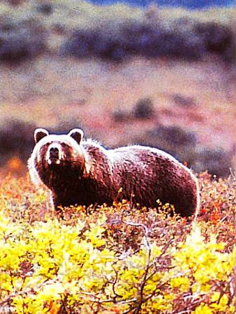 Хищники наших лесов При обилии растительной пищи медведь вполне довольствуется зеленью. Если же ее становится мало, он может стать хищником в полном смысле слова, особенно опасным для скота.